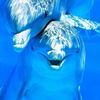 dolphinss1997